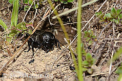 Feldgrille (Gryllus campestris) (05.05.2023, C250245)