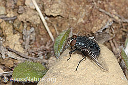 Calliphora vicina (Schmeissfliege) (C250250)