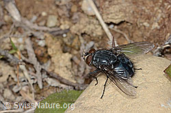 Calliphora vicina (Schmeissfliege) (C250251)
