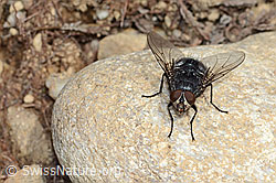 Calliphora vicina (Schmeissfliege) (C250252)