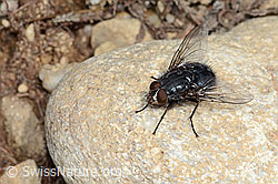 Calliphora vicina (Schmeissfliege) (C250254)