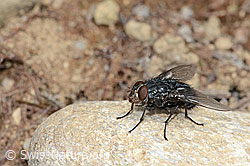 Calliphora vicina (Schmeissfliege) (C250255)