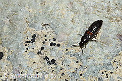Aleochara bipustulata (Kurzflügler) (C250259)