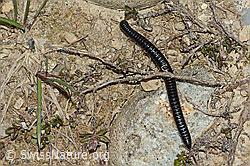 Schwarzer Schnurfüsser (Tachypodoiulus niger) (C250263)