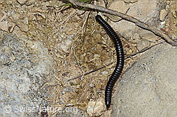 Schwarzer Schnurfüsser (Tachypodoiulus niger) (C250267)