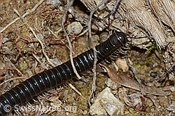 Schwarzer Schnurfüsser (Tachypodoiulus niger) (C250271)