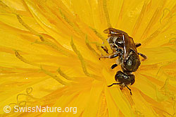 Gewöhnliche Goldfurchenbiene (Halictus tumulorum) auf Gewöhnlichem Löwenzahn (Taraxacum officinale) (C250312)