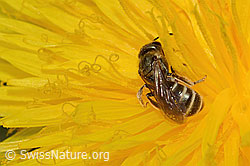 Gewöhnliche Goldfurchenbiene (Halictus tumulorum) auf Gewöhnlichem Löwenzahn (Taraxacum officinale) (C250315)