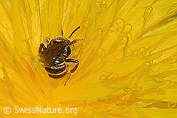 Gewöhnliche Goldfurchenbiene (Halictus tumulorum) auf Gewöhnlichem Löwenzahn (Taraxacum officinale) (C250321)