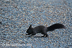 C253049: Eichhörnchen (Sciurus vulgaris)