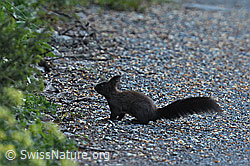 Foto: Eichhörnchen (Sciurus vulgaris)