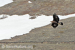 Steinadler (Aquila chrysaetos) (26.05.2023, C253059)