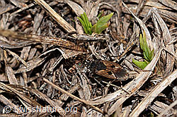 Rhyparochromus pini (Wanze) (26.05.2023, C253070)