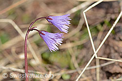 Grosses Alpenglöckchen (Soldanella alpina) (C253104) Grosses Alpenglöckchen (Soldanella alpina) (C253104)
