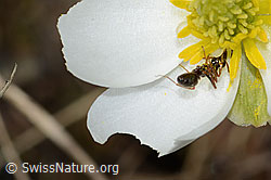 Formica lemani (Waldameise) auf Pyrenäen-Hahnenfuss (Ranunculus kuepferi) (C253144)
