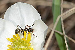 Formica lemani (Waldameise) auf Pyrenäen-Hahnenfuss (Ranunculus kuepferi) (C253153)