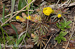 Goldprimel (Androsace vitaliana) (C253158)