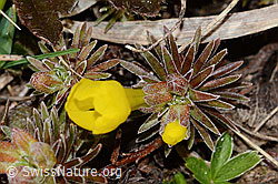 Goldprimel (Androsace vitaliana) (C253162)