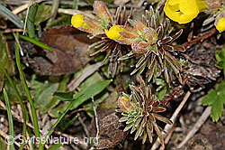 Goldprimel (Androsace vitaliana) (C253163)