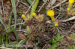 Goldprimel (Androsace vitaliana) (C253167)