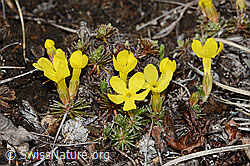Goldprimel (Androsace vitaliana) (C253177)