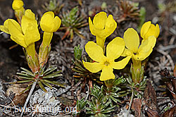 Goldprimel (Androsace vitaliana) (C253178)