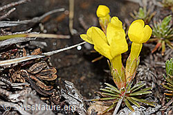 Goldprimel (Androsace vitaliana) (C253180)