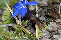 Schleichers Enzian (Gentiana schleicheri) (C253183)