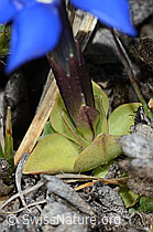 Schleichers Enzian (Gentiana schleicheri) (C253190)