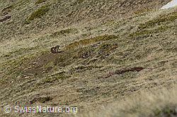 Murmeltiere (Marmota marmota, in der näheren Umgebung) (26.05.2023, C253201)