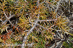 C253202: Alpen-Wacholder (Juniperus communis ssp. saxatilis)