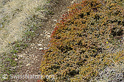 Alpen-Wacholder (Juniperus communis ssp. saxatilis) (26.05.2023, C253203)