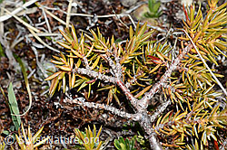 Alpen-Wacholder (Juniperus communis ssp. saxatilis) (26.05.2023, C253204)
