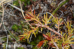 C253206: Alpen-Wacholder (Juniperus communis ssp. saxatilis)