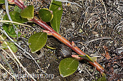 C253214: Immergrüne Bärentraube (Arctostaphylos uva-ursi)