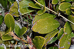 C253215: Immergrüne Bärentraube (Arctostaphylos uva-ursi)