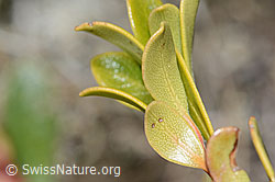 C253217: Immergrüne Bärentraube (Arctostaphylos uva-ursi)