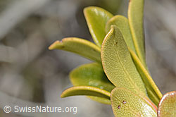 C253218: Immergrüne Bärentraube (Arctostaphylos uva-ursi)