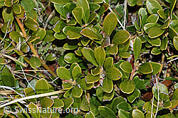 C253220: Immergrüne Bärentraube (Arctostaphylos uva-ursi)