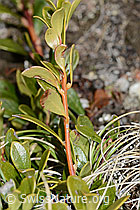 C253221: Immergrüne Bärentraube (Arctostaphylos uva-ursi)