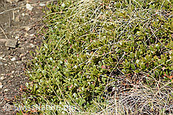 C253224: Immergrüne Bärentraube (Arctostaphylos uva-ursi)