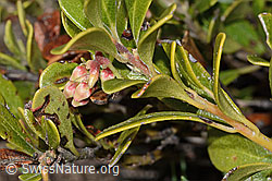 C253226: Immergrüne Bärentraube (Arctostaphylos uva-ursi)