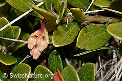 C253230: Immergrüne Bärentraube (Arctostaphylos uva-ursi)
