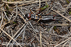 C253239: Zweipunkt-Ohrwurm (Anechura bipunctata)