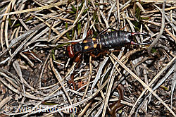 C253240: Zweipunkt-Ohrwurm (Anechura bipunctata)