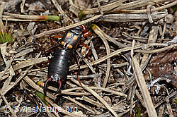 C253245: Zweipunkt-Ohrwurm (Anechura bipunctata)