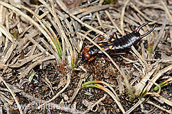 C253246: Zweipunkt-Ohrwurm (Anechura bipunctata)
