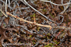 Europäische Lärche (Larix decidua) (C253280)