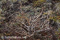 Europäische Lärche (Larix decidua) (C253285)