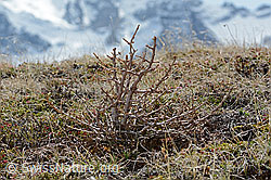 Europäische Lärche (Larix decidua) (C253286)